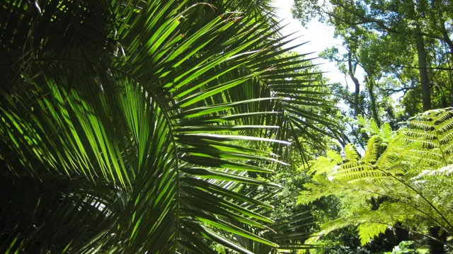 A broad green frond fans out in front of shaded trees.