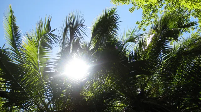 A bright sun shines through arching green fronds.