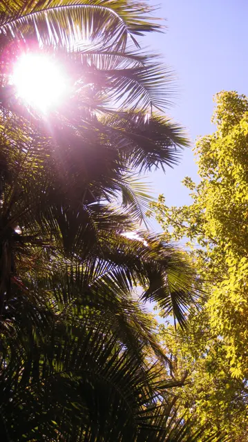 Sunlight glints between dark green fronds and pale sky.