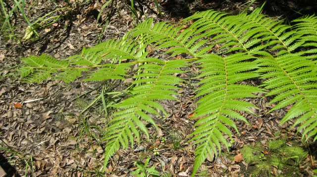 A bright fern frond spreads above dry leaves and soil.