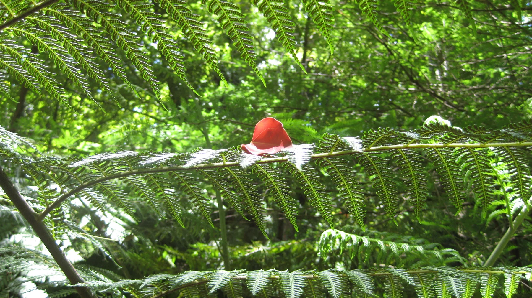 A small red hat rests on a broad fern frond.