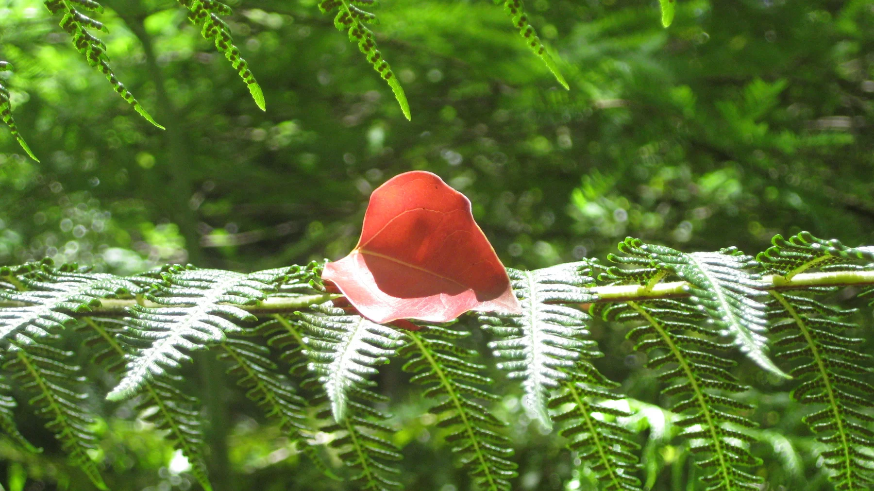 A red hat with pale trim sits among bright green fern leaflets.