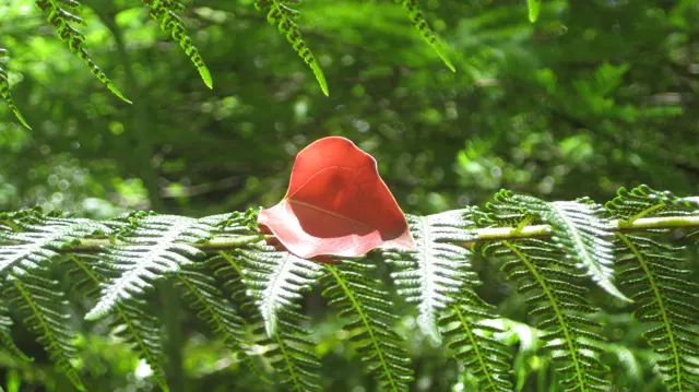 A red hat with pale trim sits among bright green fern leaflets.