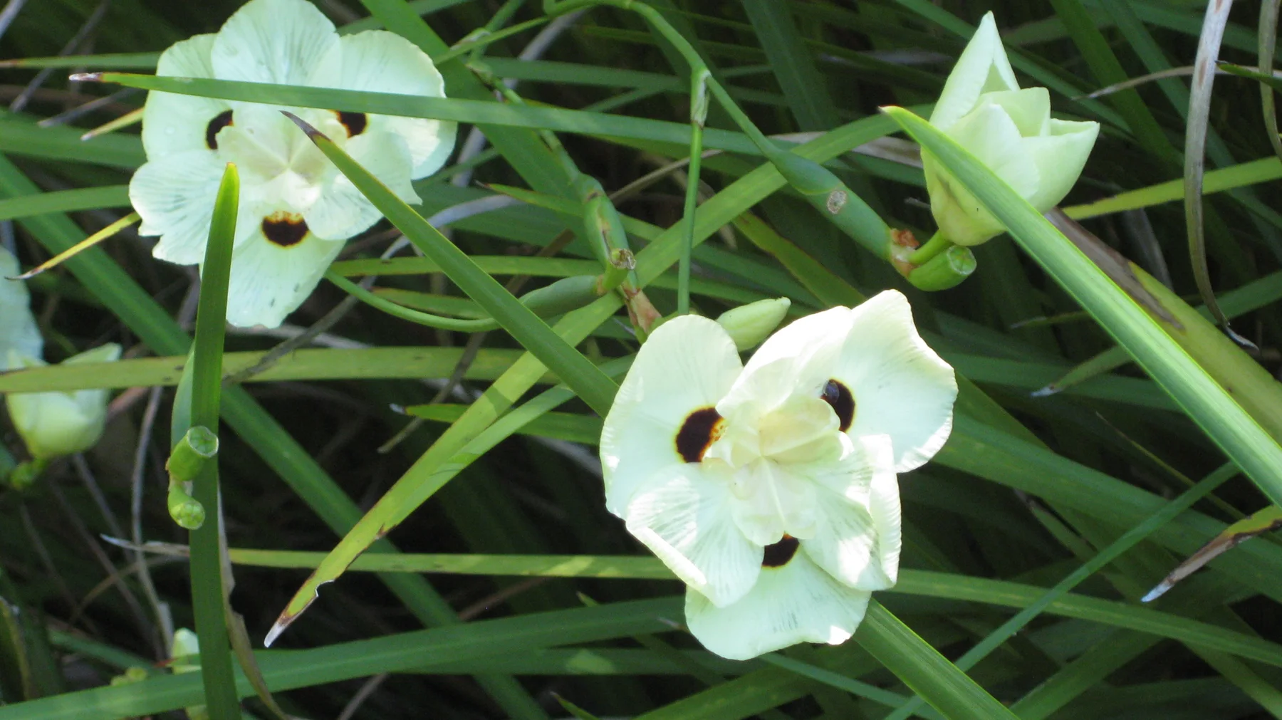 Pale flowers with dark markings open among long narrow leaves.