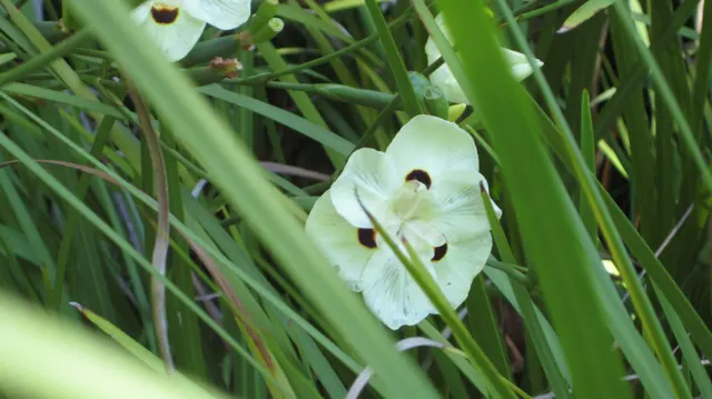 A pale marked flower appears between overlapping green leaves.
