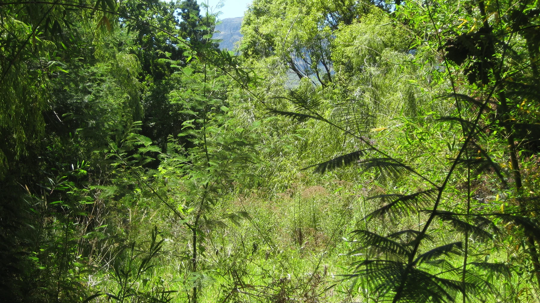 Tall grasses and thin leafy stems fill a lush wetland planting.