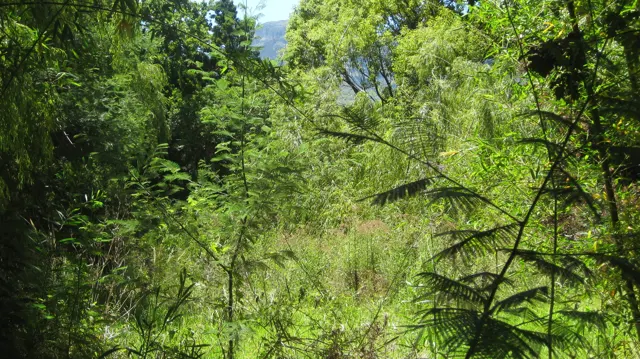 Tall grasses and thin leafy stems fill a lush wetland planting.
