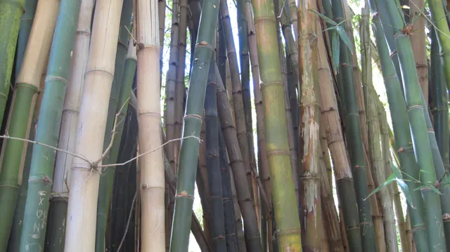 Thick bamboo stems stand close together in green and brown tones.