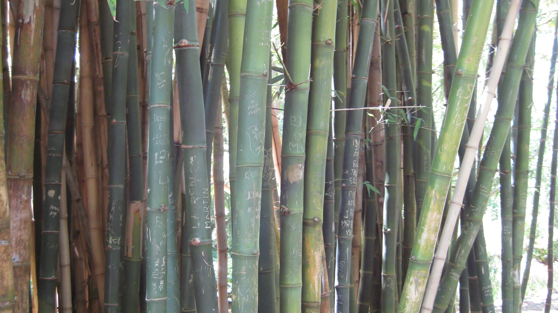 Vertical bamboo stems show distinct joints and peeling surfaces.