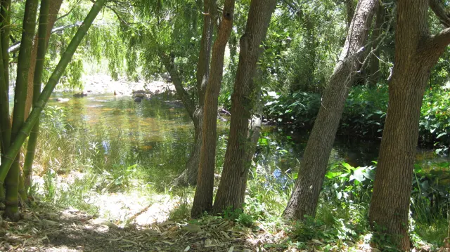 Shaded tree trunks border a small reflective watercourse.