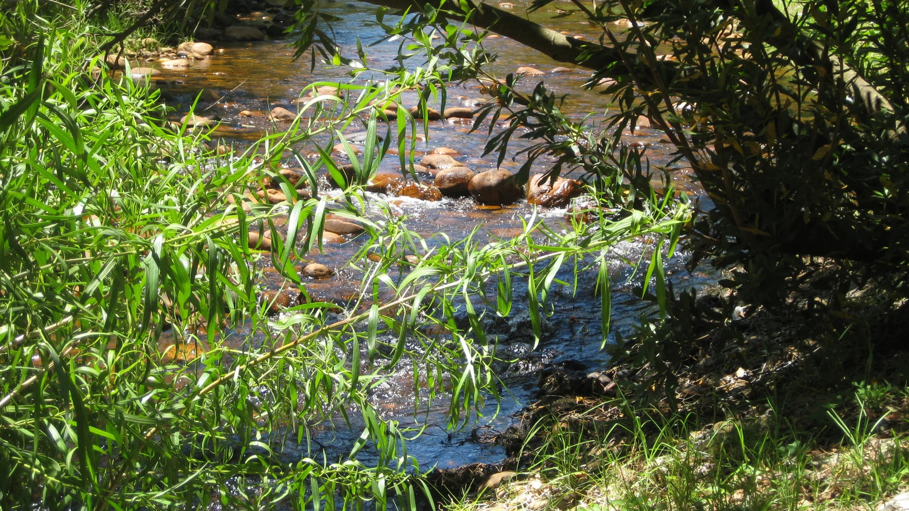 A narrow stream winds through green leaves and stones.