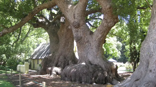 A massive branching tree trunk rises above exposed roots.