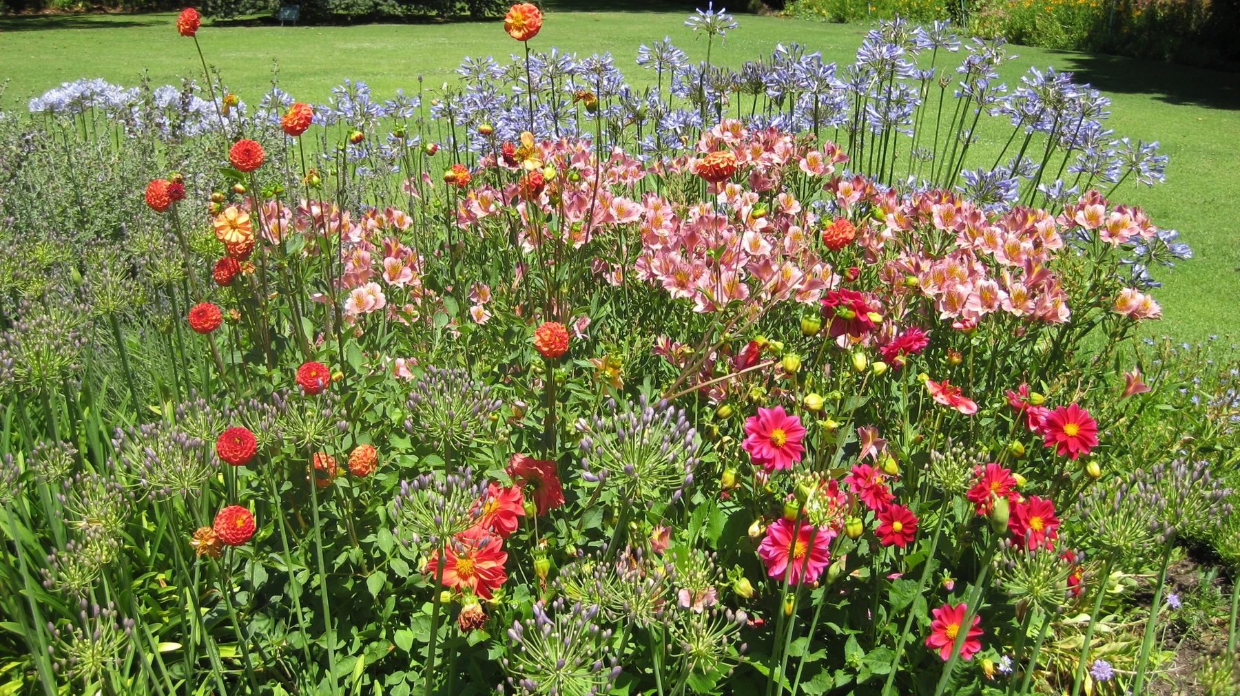 Red, pink and blue flowers fill a sunny garden bed.