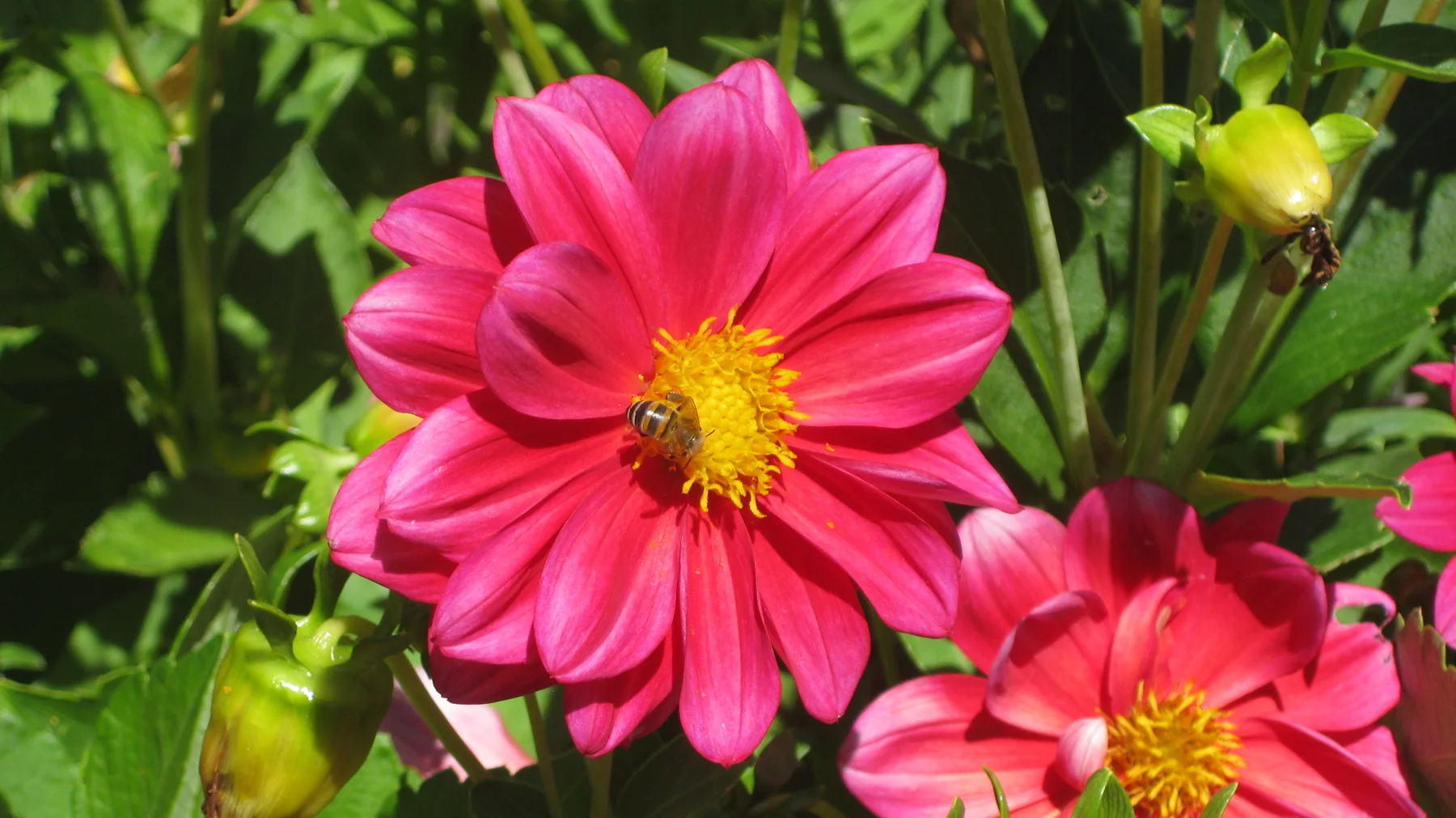A bright pink flower opens around a golden center.