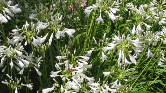 White trumpet-shaped flowers spread from tall green stems.