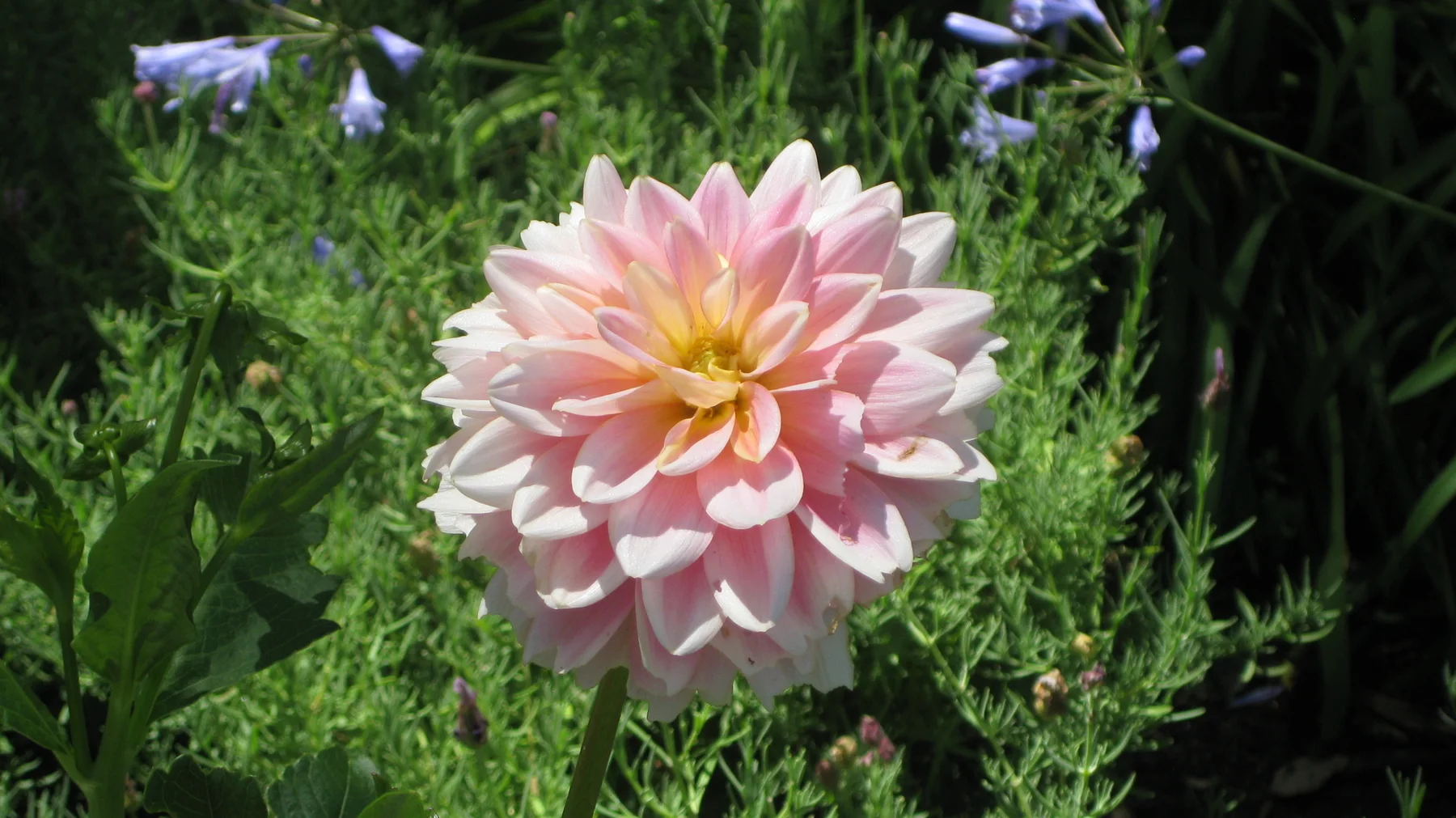 A pale pink flower opens in many tightly layered petals.