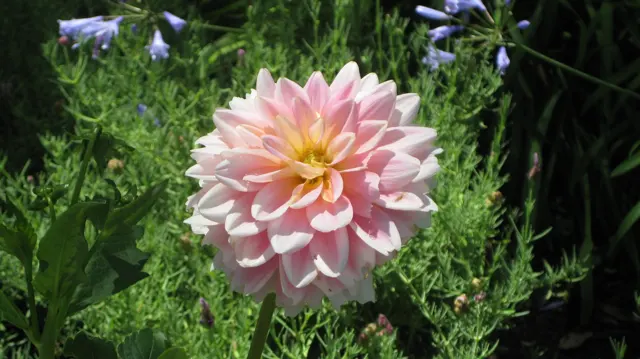 A pale pink flower opens in many tightly layered petals.