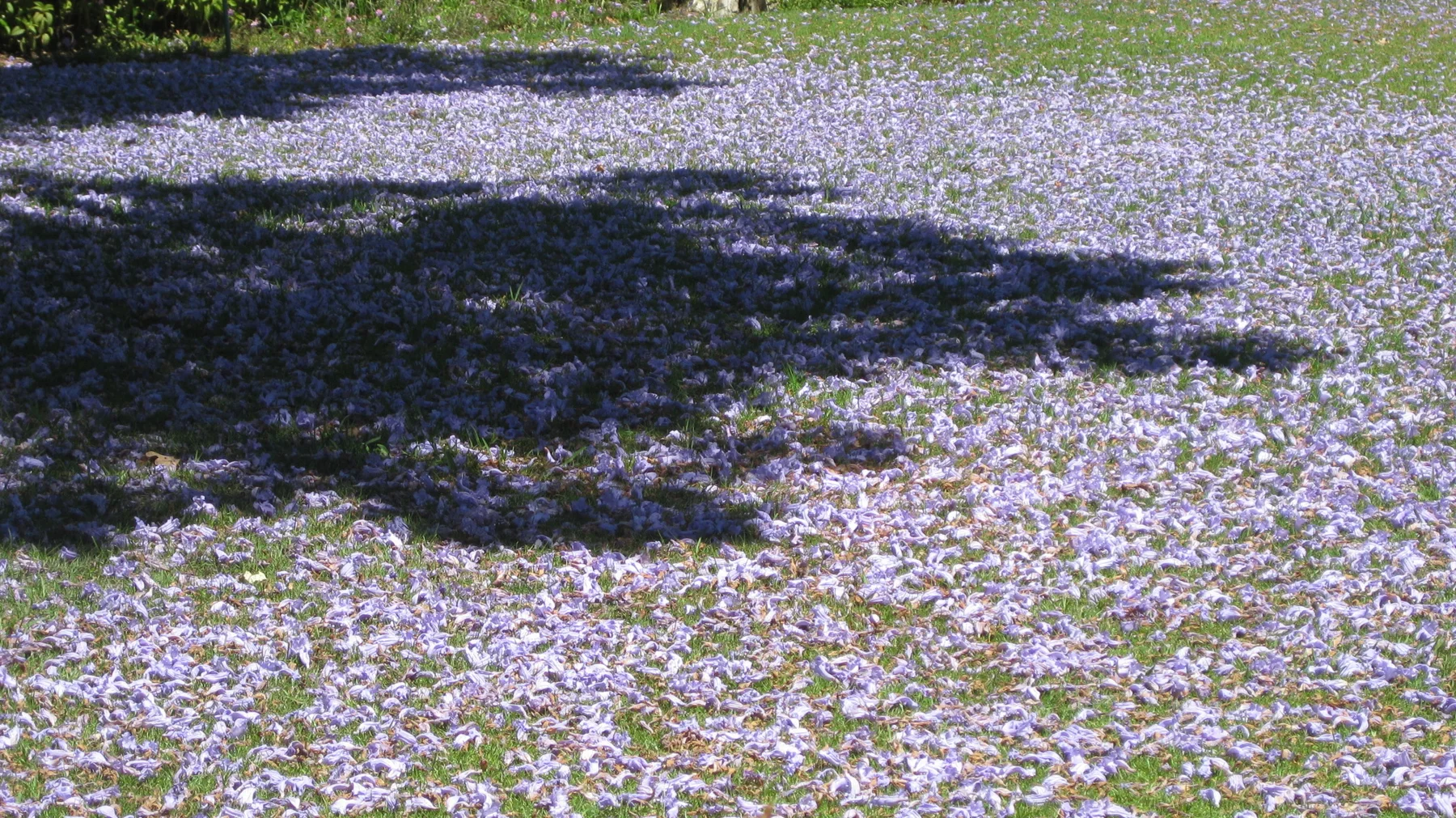 Fallen purple petals carpet the ground beneath tree shade.