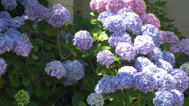 Blue and pink hydrangeas cluster beside a pale wall.