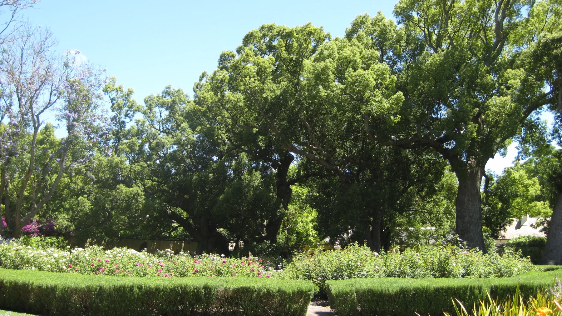 Low clipped hedges divide a green garden beneath broad trees.