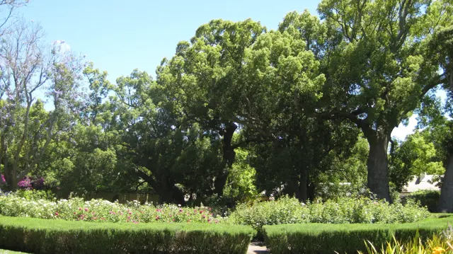 Low clipped hedges divide a green garden beneath broad trees.