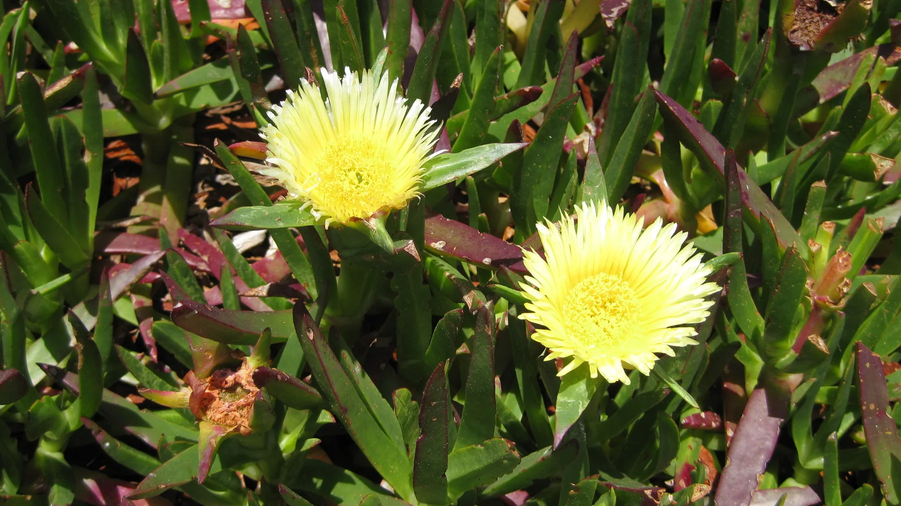 Two pale yellow flowers open among thick green leaves.