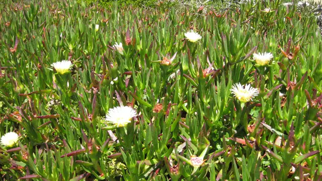 Cream-colored flowers dot dense succulent ground cover.