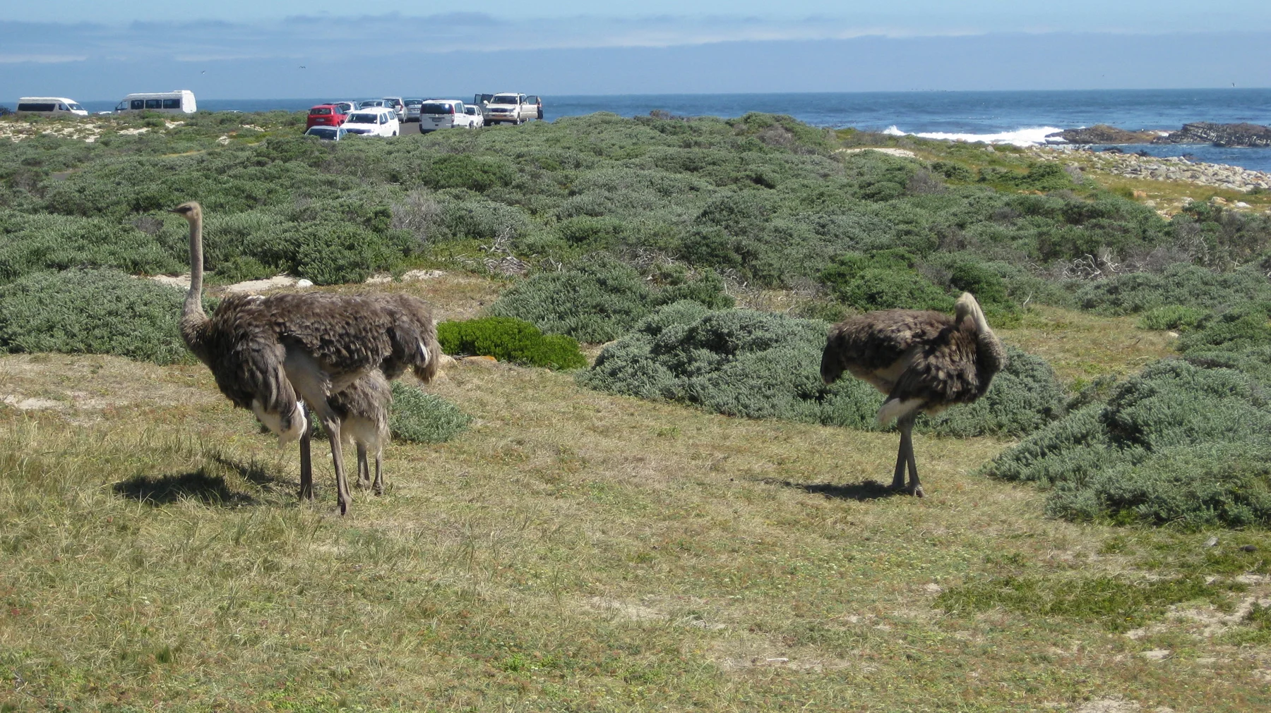 Two ostriches stand in low coastal scrub near parked cars.