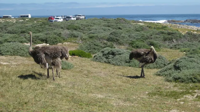 Two ostriches stand in low coastal scrub near parked cars.