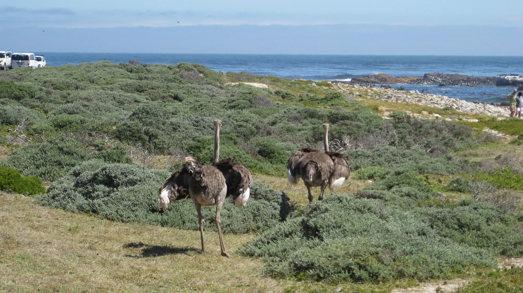 Several ostriches gather among shrubs with blue sea behind.