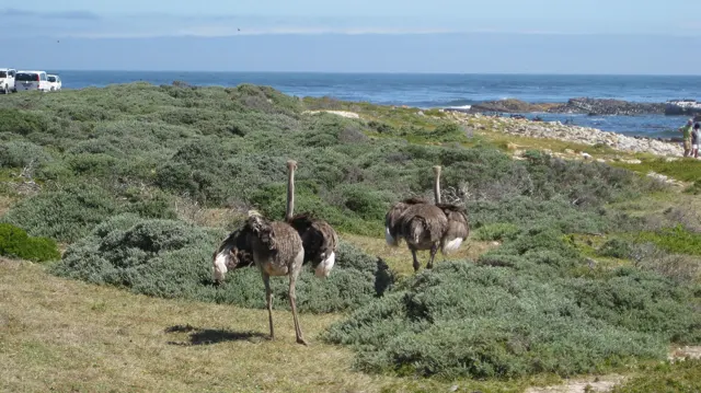 Several ostriches gather among shrubs with blue sea behind.