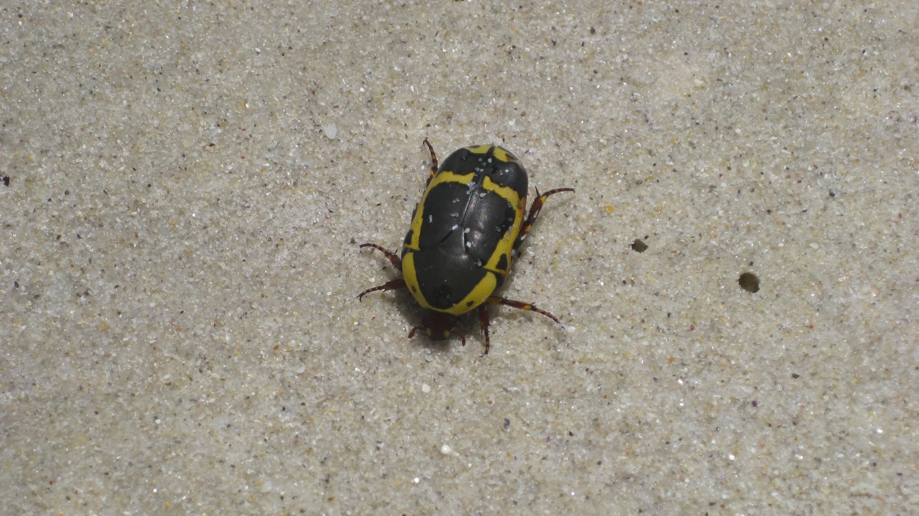 A black beetle with yellow markings rests on pale ground.