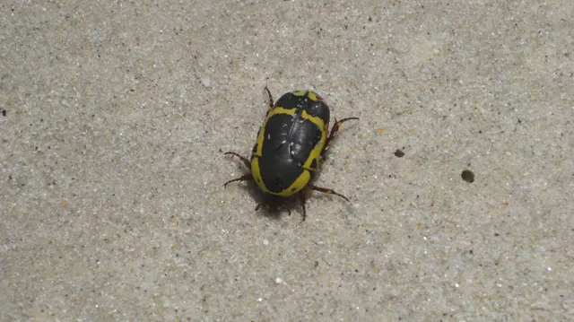 A black beetle with yellow markings rests on pale ground.