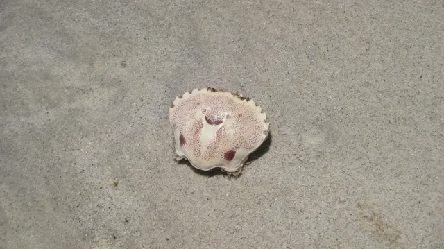 A small pale rounded shell lies on smooth sand.