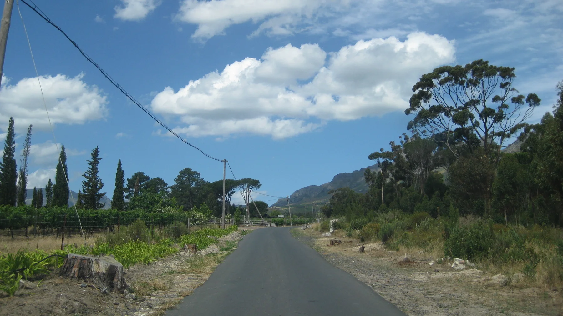 A quiet lane runs between trees beneath large white clouds.