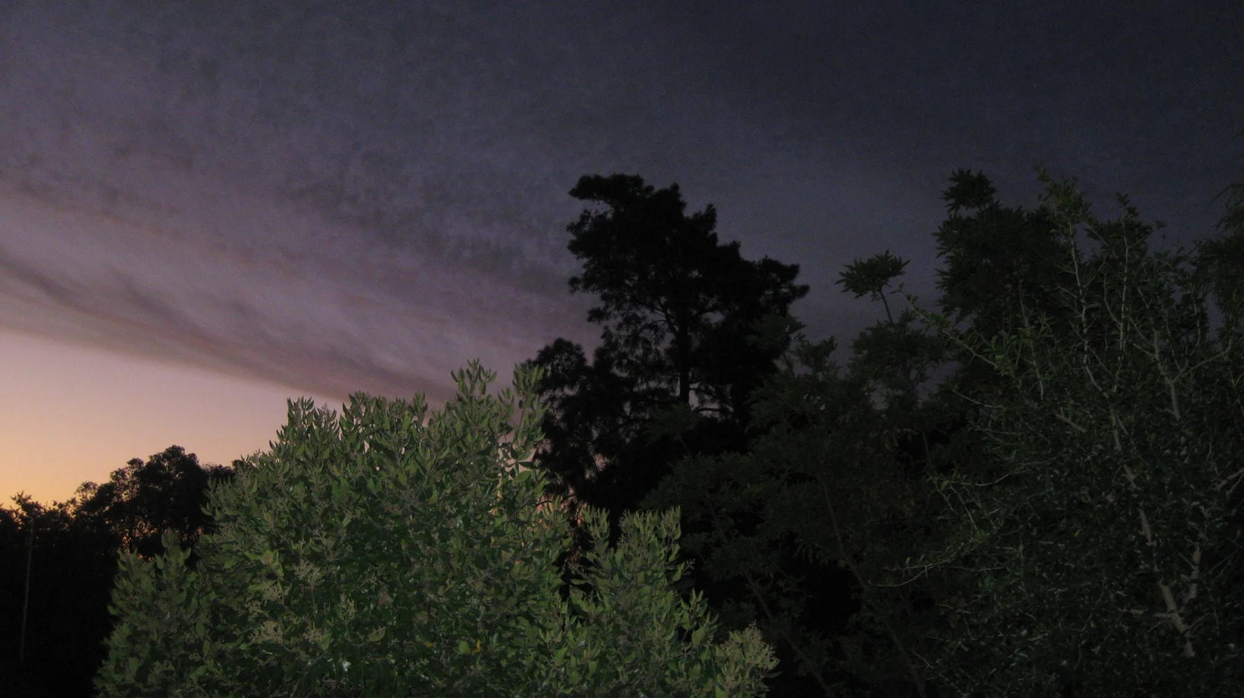 Dark tree crowns stand beneath purple-gray clouds.