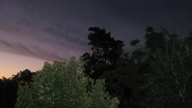 Dark tree crowns stand beneath purple-gray clouds.