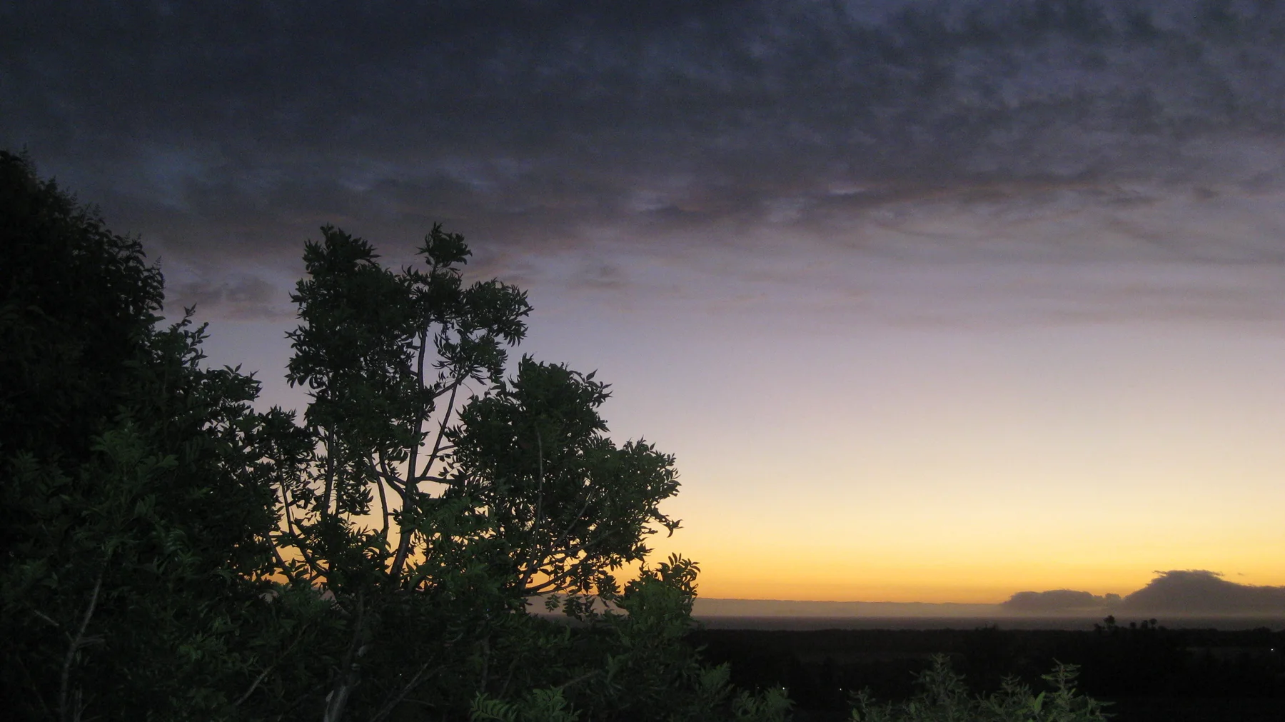 A branching tree silhouettes against the remaining evening glow.