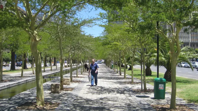 People stand along a long walkway shaded by evenly spaced trees.