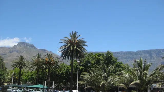Tall palms stand before a broad rocky mountain ridge.