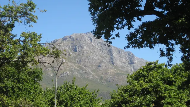 Leafy branches frame a steep pale mountain peak.