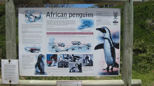 An illustrated board provides information about African penguins.