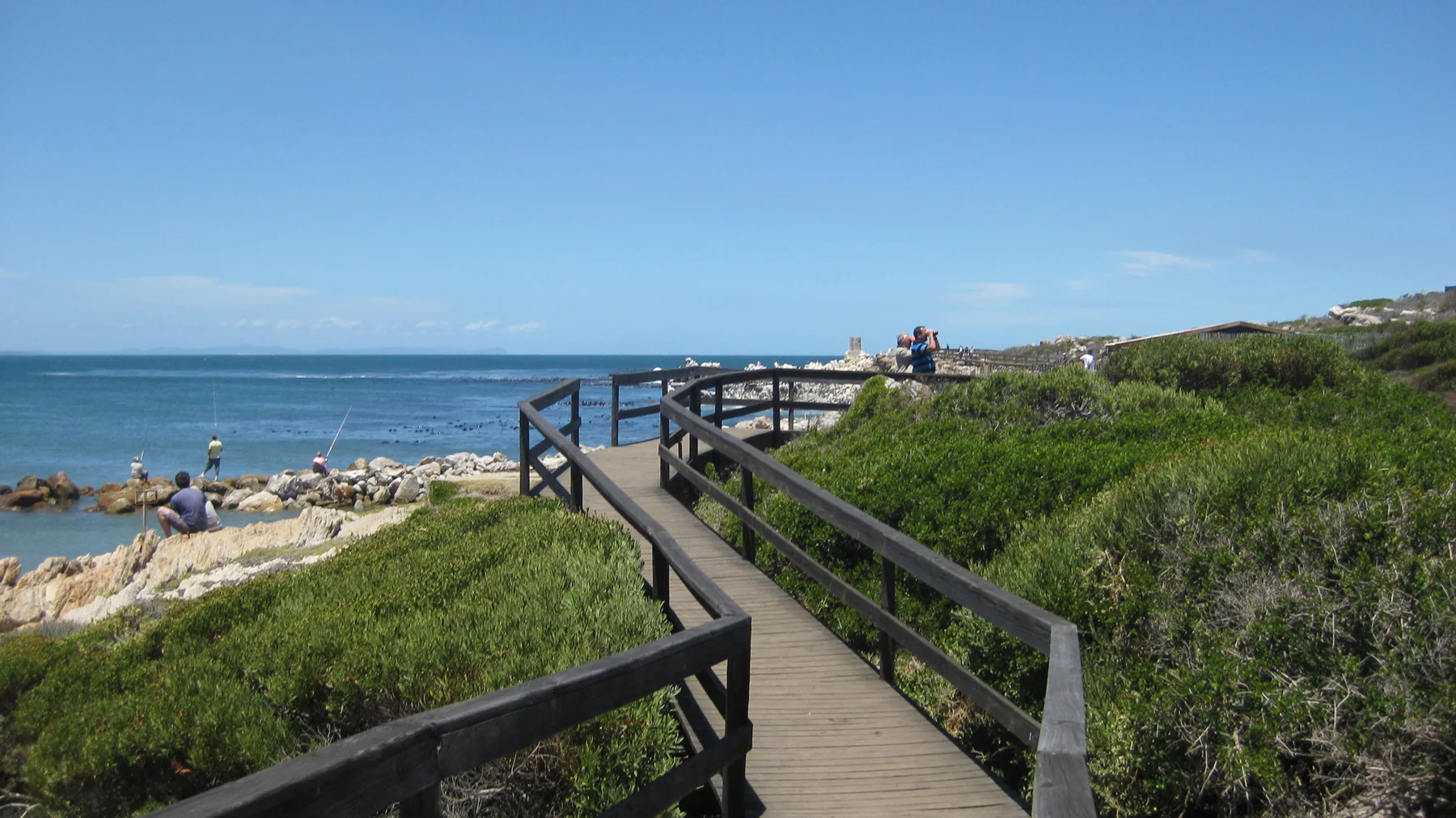 A boardwalk bends through low greenery beside the rocky sea.