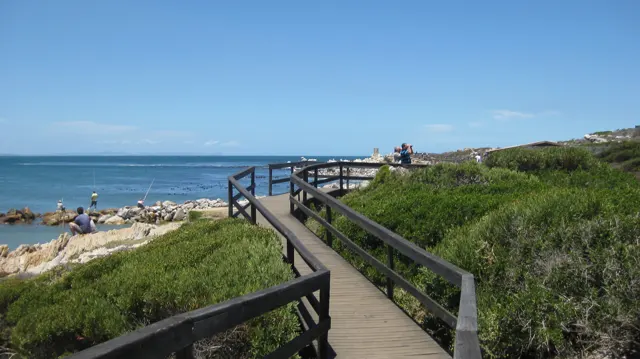A boardwalk bends through low greenery beside the rocky sea.
