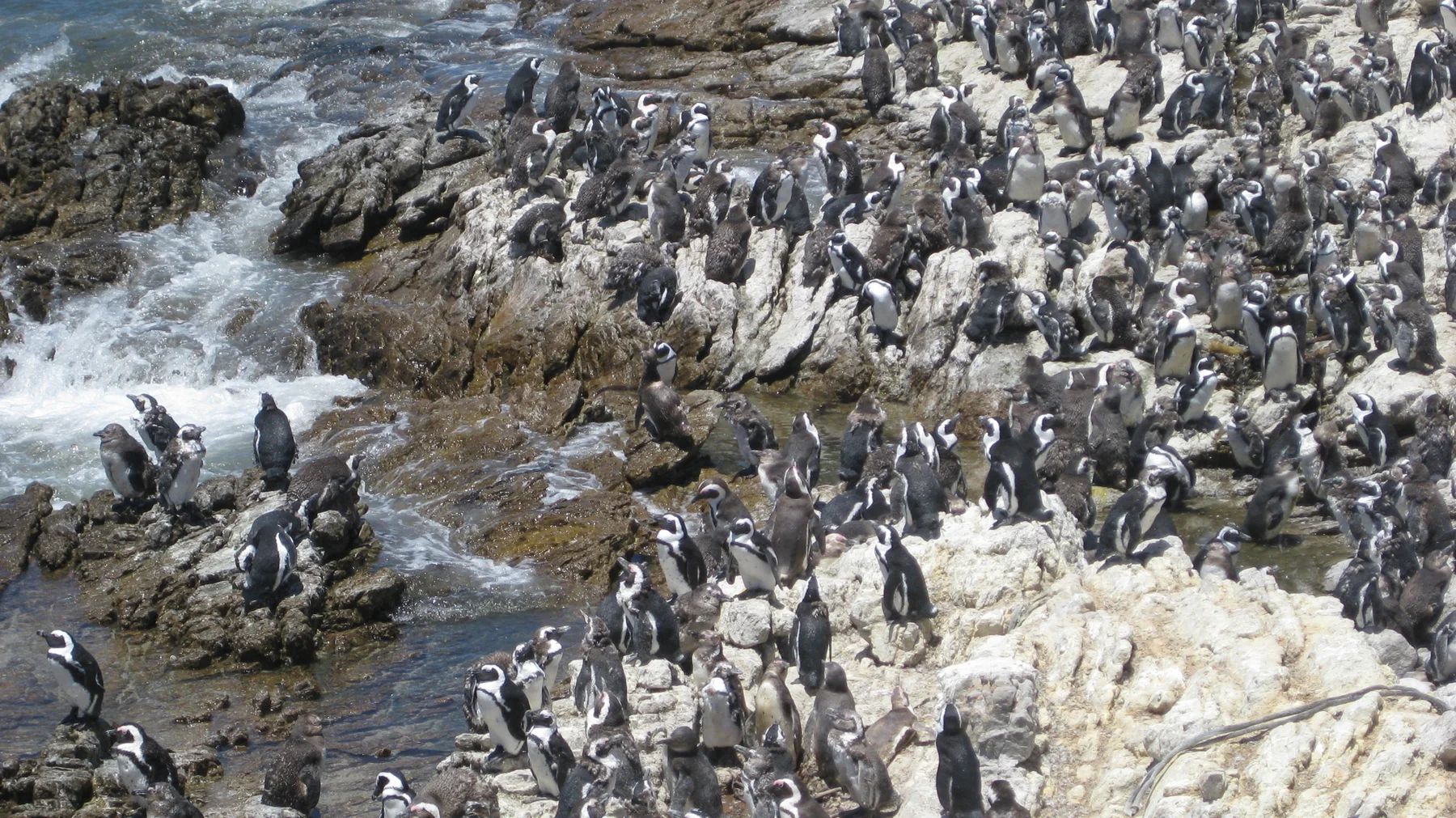 A dense group of seabirds gathers on pale rocks beside breaking water.