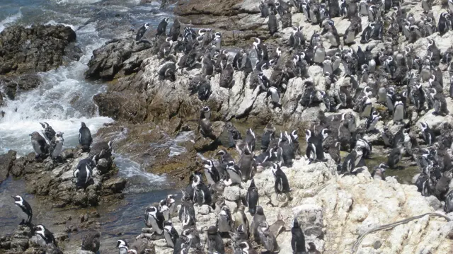A dense group of seabirds gathers on pale rocks beside breaking water.