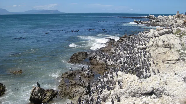 Numerous seabirds crowd a rocky shoreline beside blue sea.