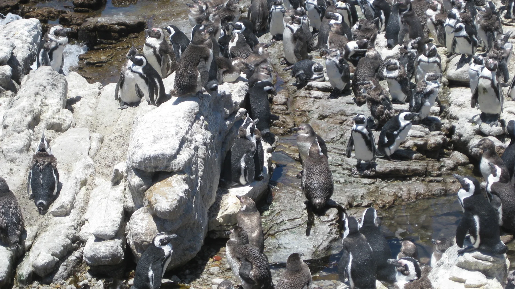 African penguins gather on pale coastal rocks beside shallow water.