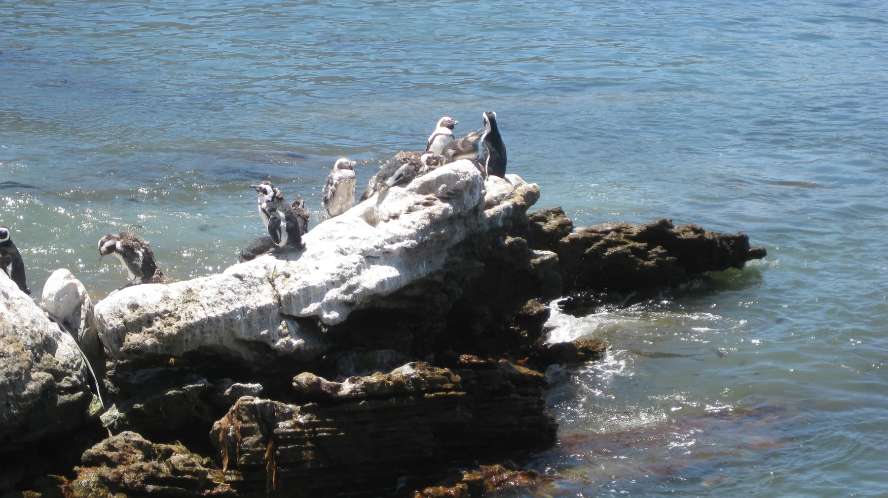 Seabirds perch on a low pale outcrop above calm water.