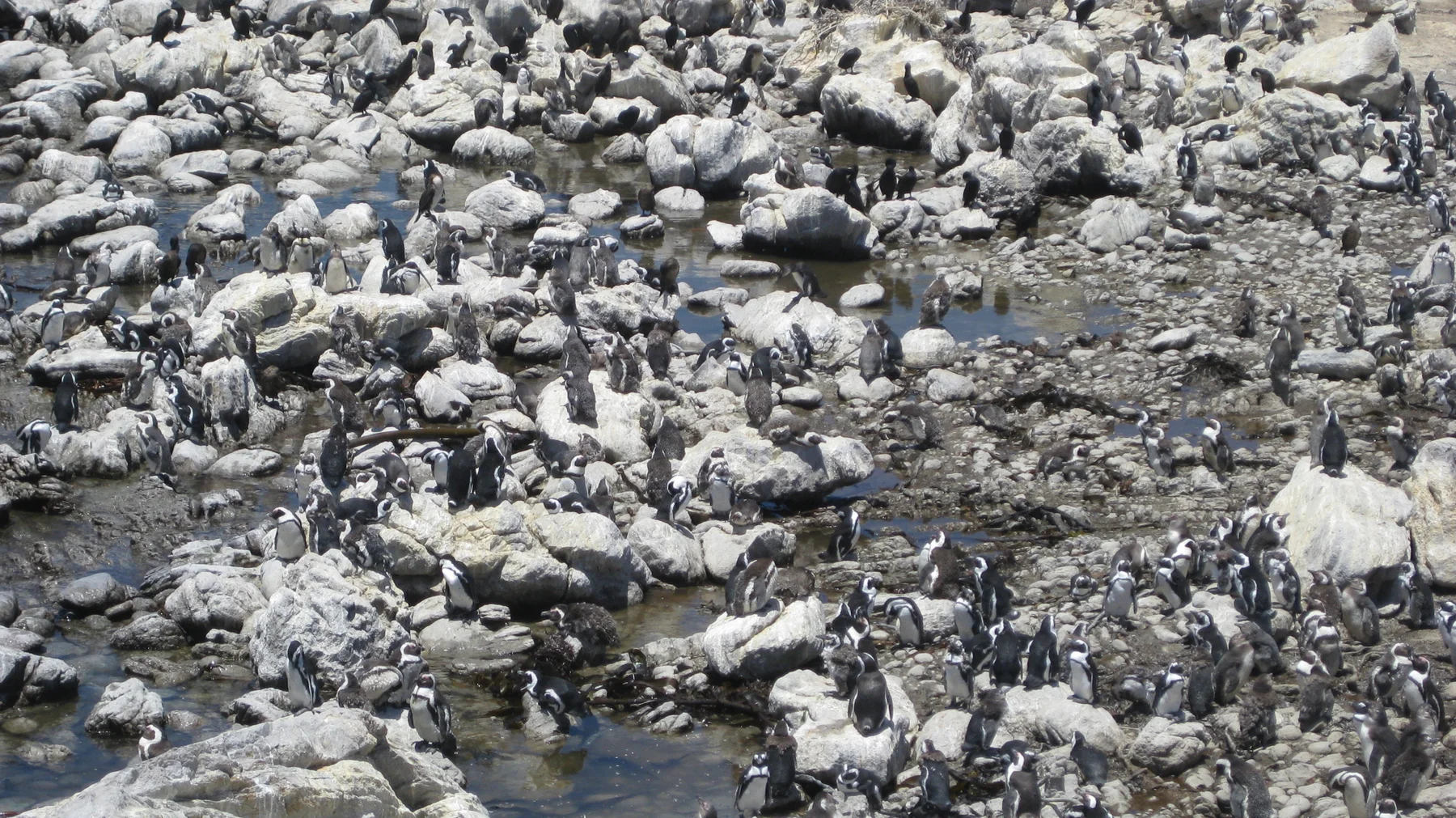 Seabirds gather among pale rocks and shallow pools.